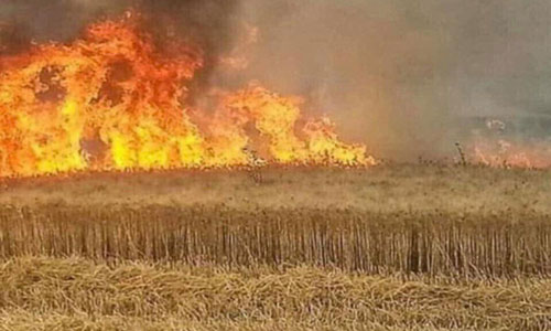 حصيلة الحرائق في المحاصيل الزراعية لـ 18 يوما