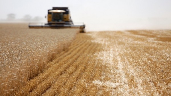 روسيا تهيمن على سوق القمح العالمي 