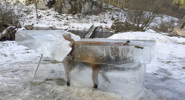 صورة مؤثرة لثعلب تحول إلى كتلة متجمدة بعد سقوطه في نهر الدانوب بألمانيا