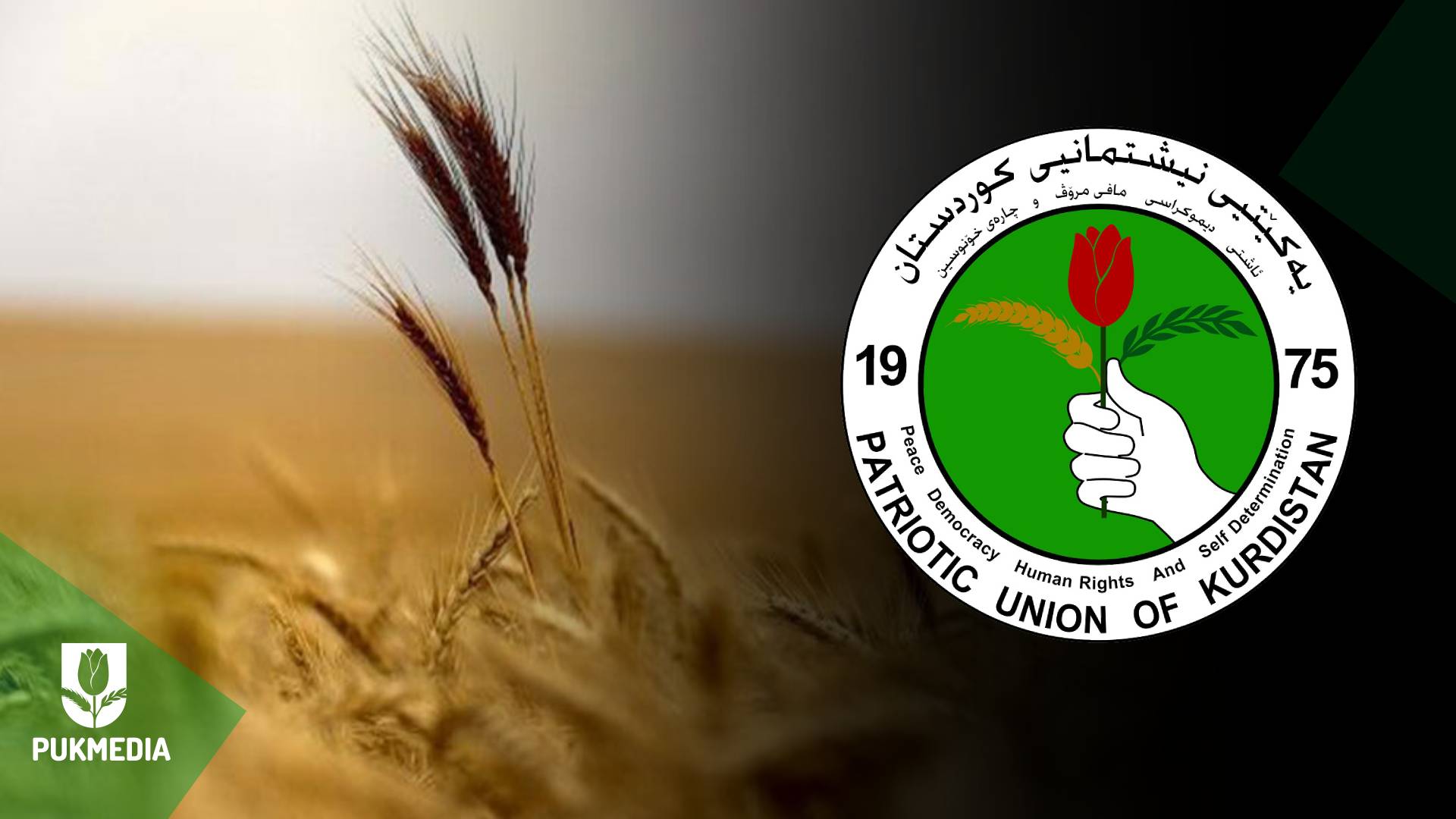 كركوك ثاني محافظة عراقية في انتاج القمح 