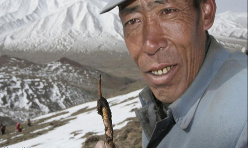 الكيلوغرام بـ125 ألف دولار.. فياغرا التيبت مهددة بالانقراض
