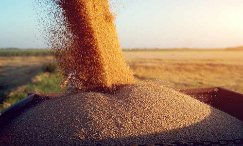 العراق يشتري 100 ألف طن من الحنطة