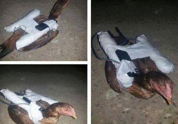 داعش يفخخ الدجاج في الفلوجة