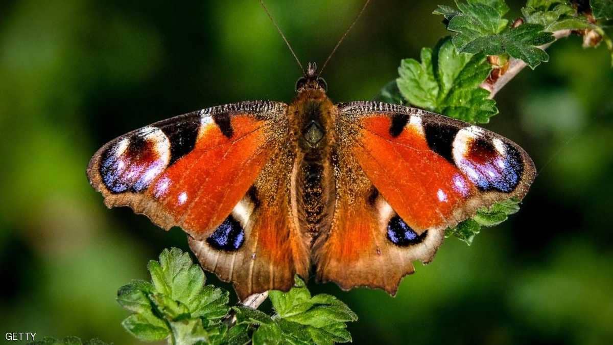 دراسة تكشف الدولة صاحبة أكبر عدد من الفراشات بالعالم