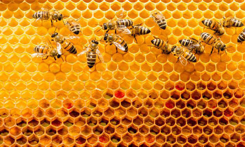  الكمارك.. حجز كمية من العسل الطبيعي