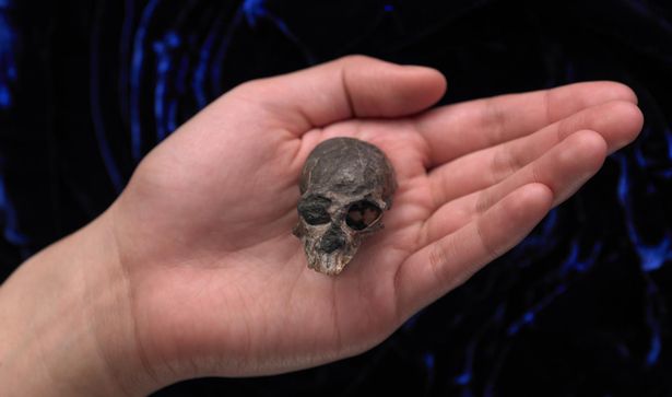 جمجمة عمرها 20 مليون عام تكشف أسرارا علمية 