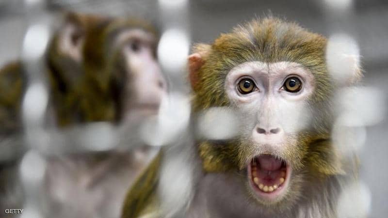 دراسة على القرود تكشف الحقيقة بشأن كورونا والمناعة