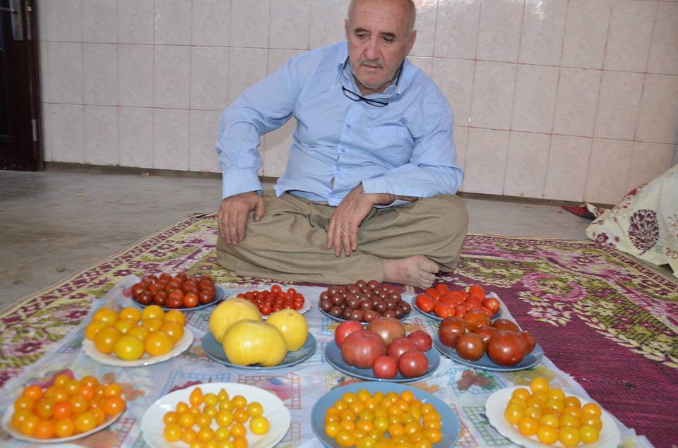 بالصور .. زراعة 40 نوعا من الطماطم في كرميان