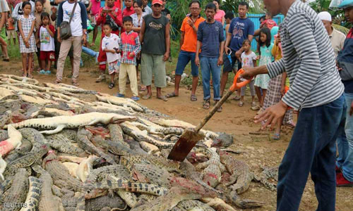 قتل مئات التماسيح في اندونيسيا