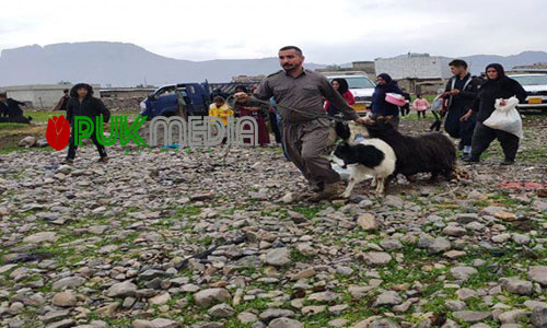 بلدة كوردستانية تقدم 140 اضحية لتجنب كورونا