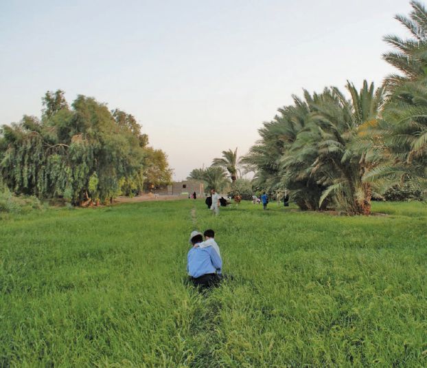 العراق يتجه الى الاكتفاء الذاتي في عدد من المحاصيل الزراعية