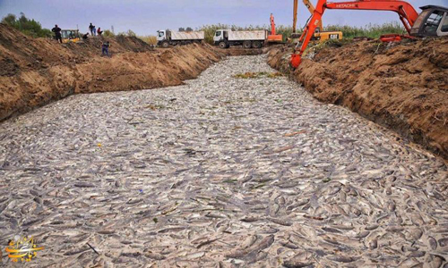 الكشف عن وباء الأسماك الذي أذهل العراق