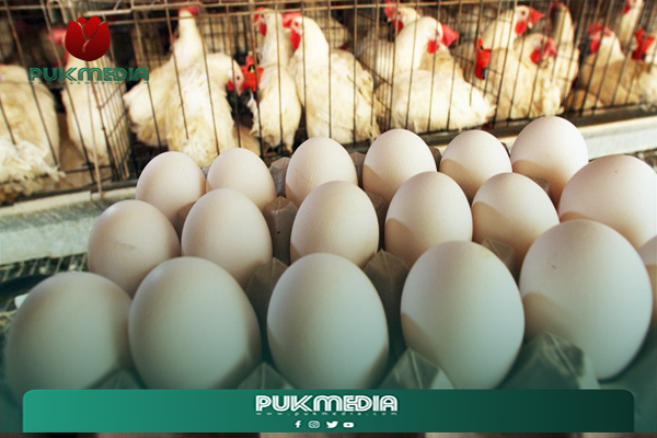 الزراعة الاتحادية تتحرك نحو شراء البيض من كوردستان