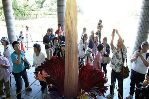 أطول زهرة في العالم تتفتح في طوكيو