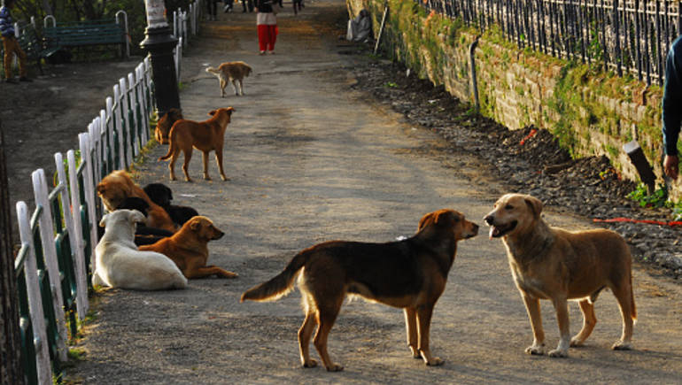 15 مليون كلب ضال في مصر