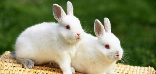 صيني يقتل 10 آلاف أرنب في 4 دقائق