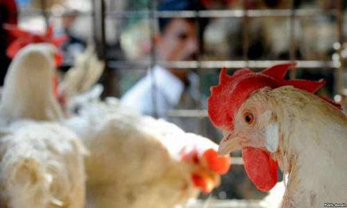 الزراعة تصدر بيانا حول حدوث اصابات بوباء انفلونزا الطيور