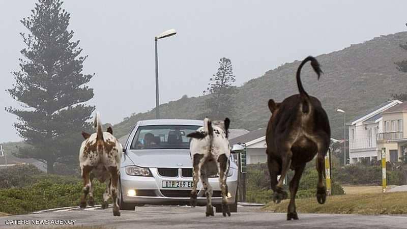 ثورة الأبقار تنشر الفوضى في قرية أفريقية