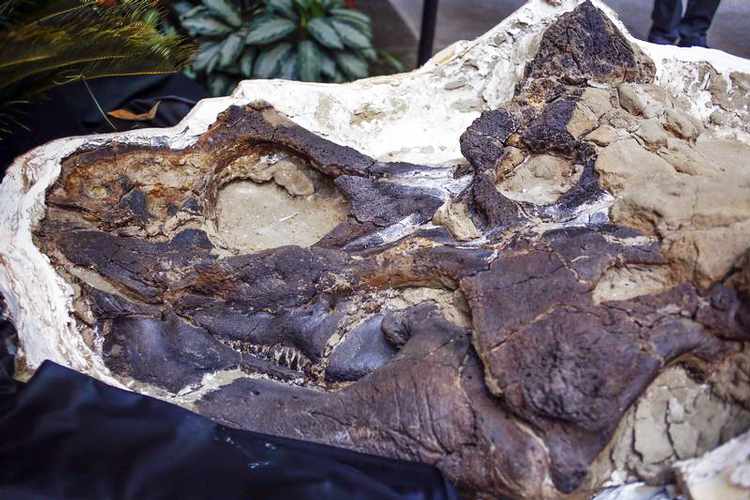 اكتشاف حفرية ديناصور في مصر