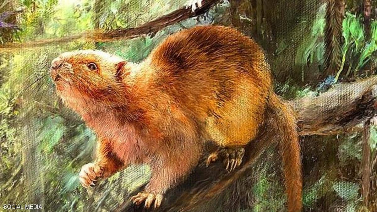 هل كانت الفئران العملاقة طعاما للانسان؟