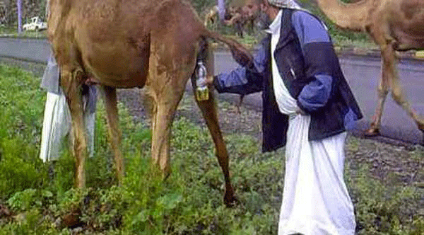 منظمة الصحة العالمية تحذر العرب من شرب لبن وبول البعير