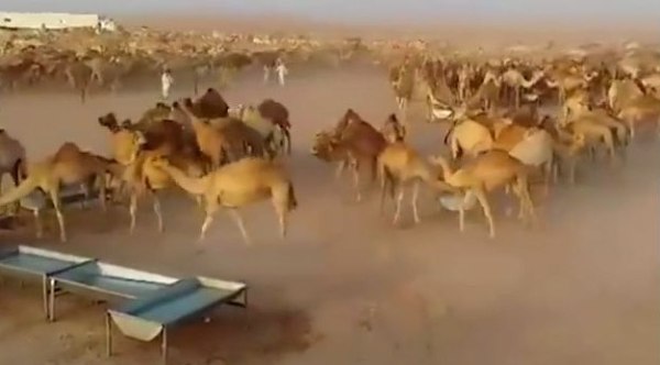 فيديو... سقي الجمال في قيظ الصحراء بالسعودية