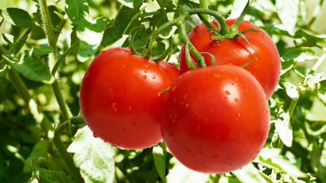 العراق يمنع إستيراد الطماطم