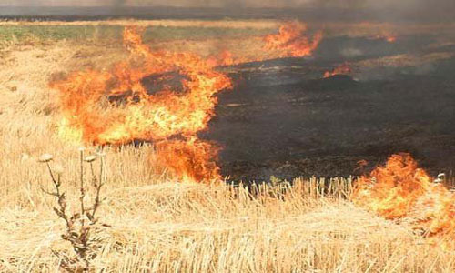 حقول الحنطة تحترق.. وتعويض المزارعين