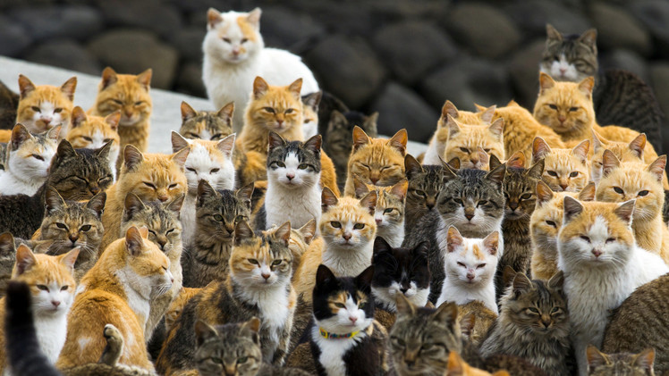 بالصور... جزيرة يابانية تحتلها القطط