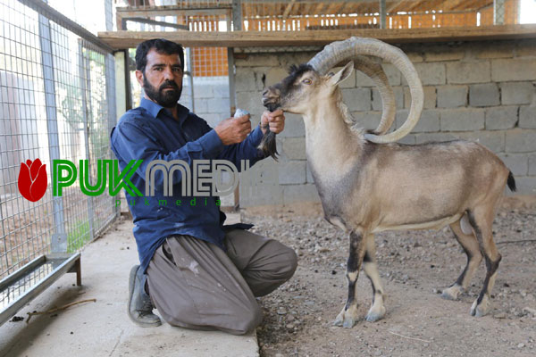 عثمان يروض الماعز الجبلي ويحافظ على الطبيعة
