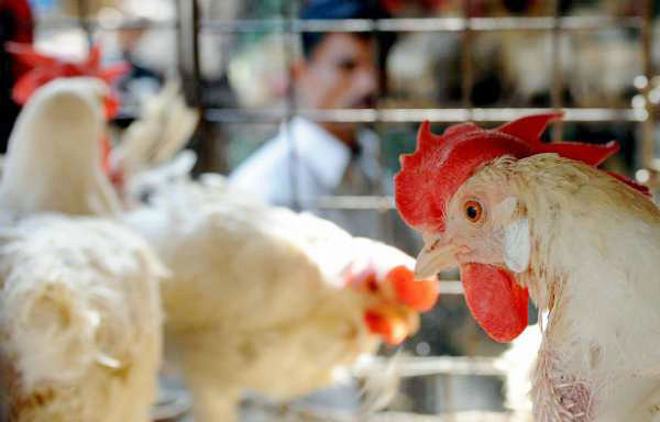منع إستيراد لحوم الدجاج من تركيا وذلك بسبب انتشار انفلونزا الطيور فيها