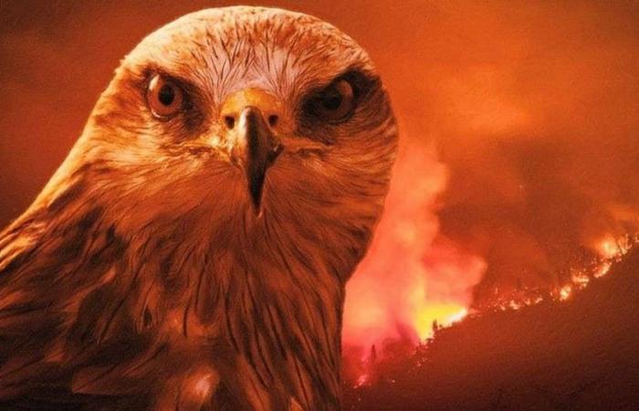  علماء يتوصلون لطائر أشعل حرائق أستراليا
