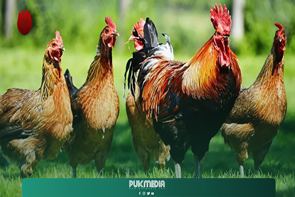 معنيون يكشفون اسباب ارتفاع اسعار الدجاج في اقليم كوردستان