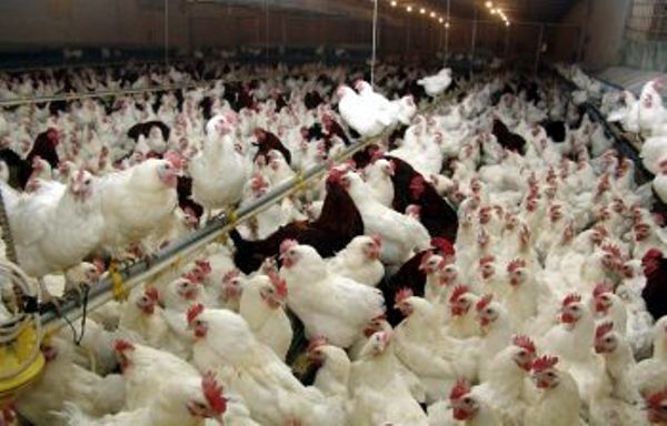 الزراعة: العراق خال من انفلونزا الطيور
