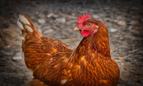 منع استيراد الدجاج من 27 دولة