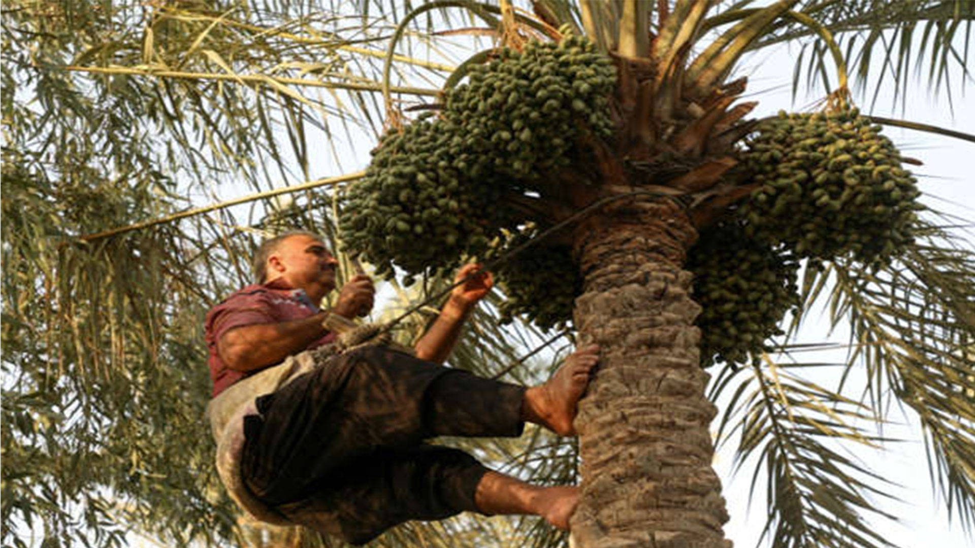  According to official figures, Iraq exported almost 600,000 tonnes of dates in 2021, with the World Bank saying the fruit is the country's second largest export commodity after oil. (AFP)