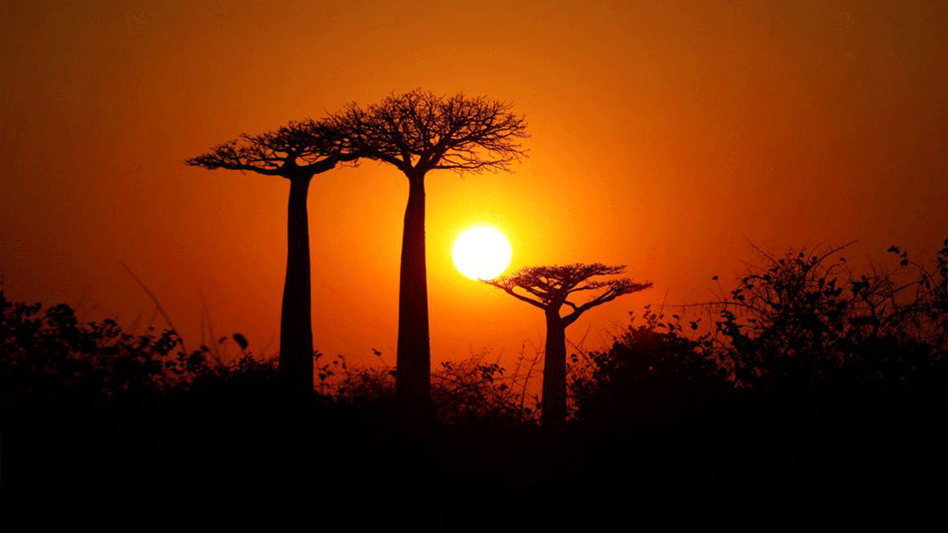  The sun rises behind Baobab trees at Baobab alley near the city of Morondava, Madagascar, August 30, 2019. REUTERS/Baz Ratner