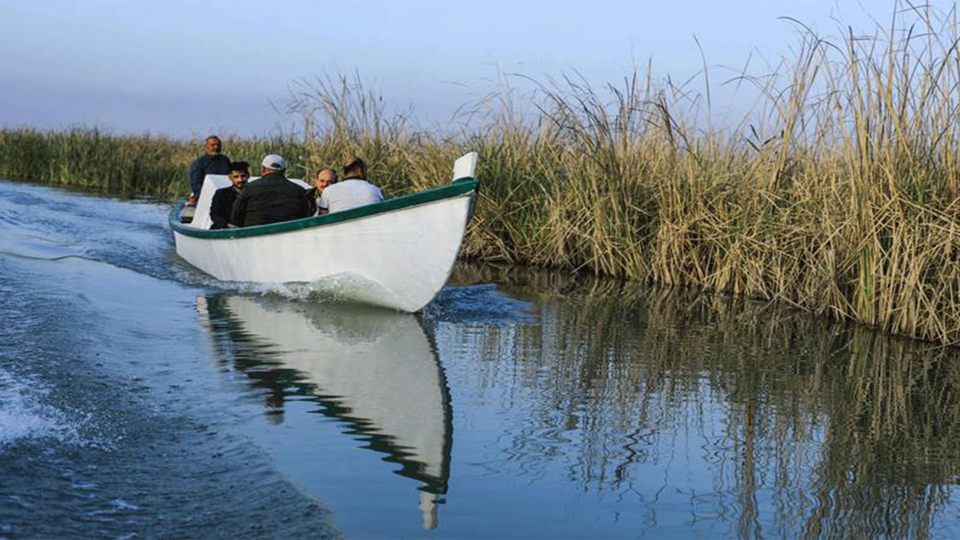  A boat carries veterinarians to treat sick buffalo in the marshes of Chibayish, southern Iraq. All photos: AFP